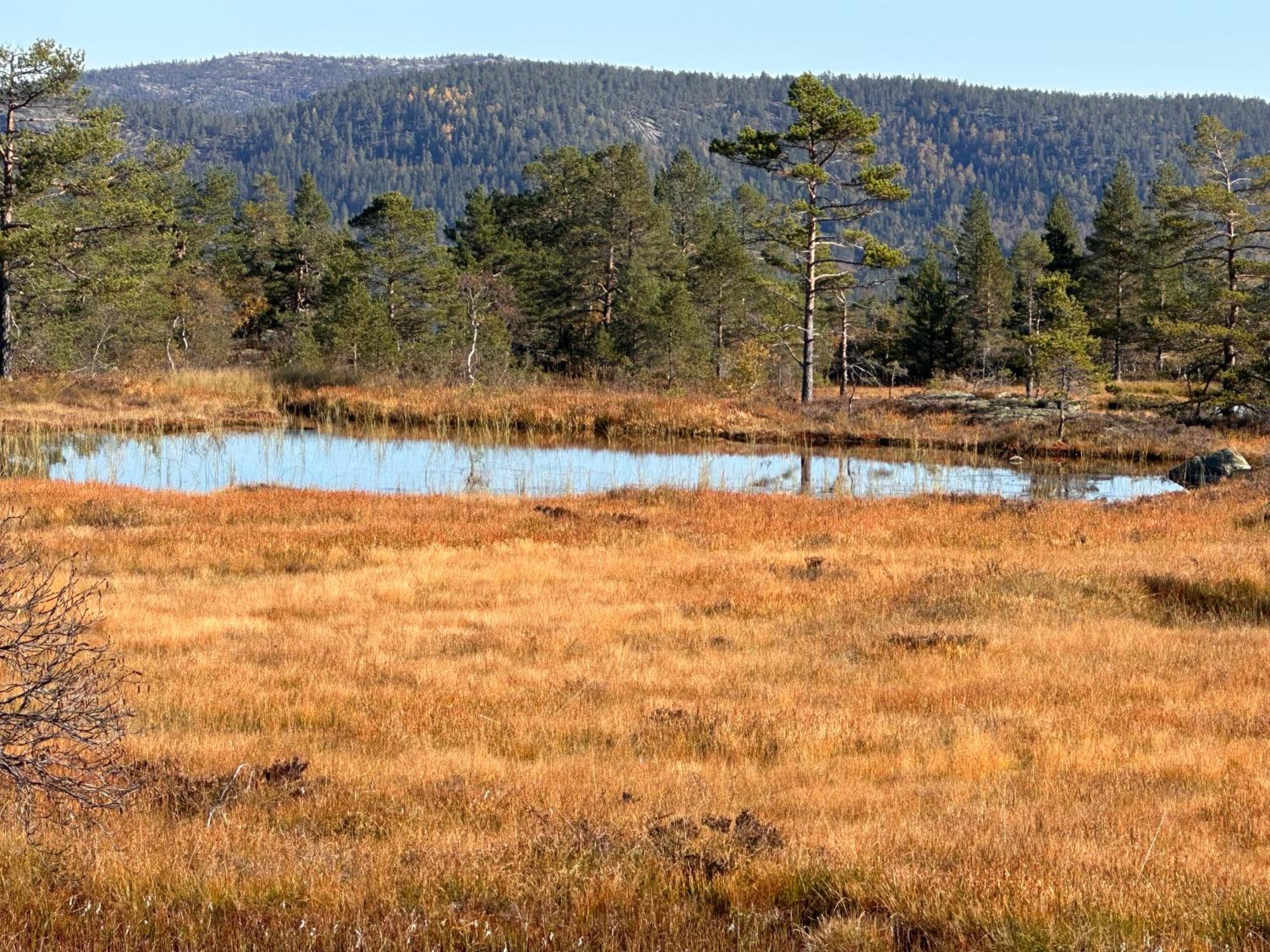 Modern Northern Lights Cabin Drangedal Eksteriør bilde